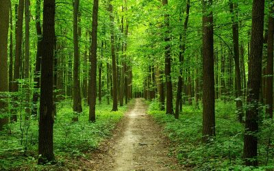 Grunderwerbsteuer: Erwerb von Waldflächen